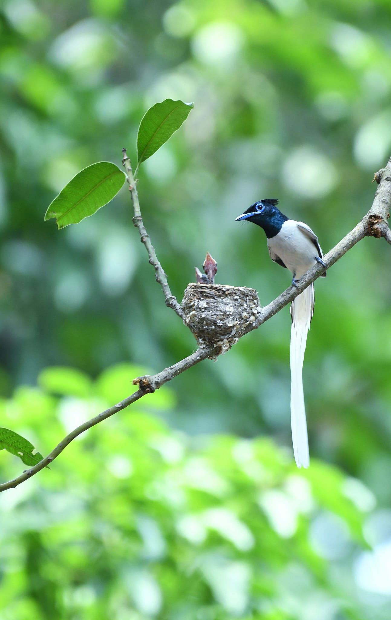 Flycatcher Bird